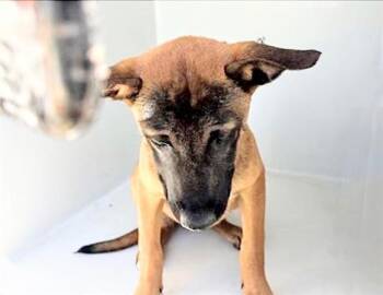 Black Mouth Cur Dogs Available for Adoption - RUDY | PetCurious