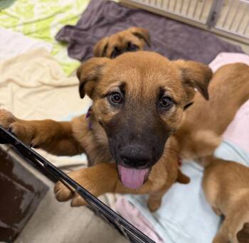 Hot Dog -  Mixed Breed Dog for Adoption in Alexandria, Virginia - Hot Dog | PetCurious