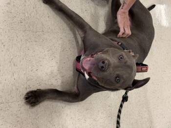 American Bully Dogs Available for Adoption in Semmes, Alabama - Twin  | PetCurious