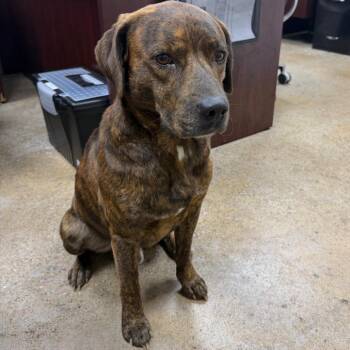 Tucker -  Plott Hound and Terrier Dog for Adoption in Madisonville, Kentucky - Tucker | PetCurious