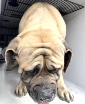 Mastiff Dogs Available for Adoption - A650799 | PetCurious