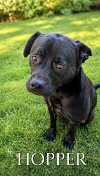 Hopper -  French Bulldog and Labrador Retriever Dog for Adoption in Lucas, Texas - Hopper | PetCurious