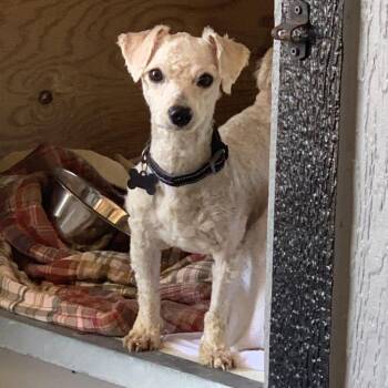 Karman -  Miniature Poodle and Shih Tzu Dog for Adoption in Freeport, Florida - Karman | PetCurious