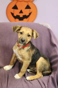 Maxine in NH. Come Meet our Adoptable Dogs Wednesday-Saturday. M -  Australian Shepherd Dog for Adoption in Manchester, New Hampshire - Maxine In NH. Come Meet Our Adoptable Dogs Wednesday-Saturday. M | PetCurious