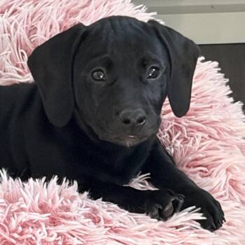 Dachshund and Mixed Breed Dogs Available for Adoption in Overland Park, Kansas - Archie | PetCurious