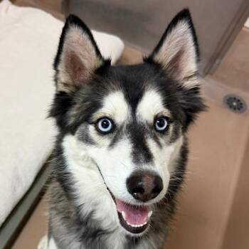 Eclipse -  Siberian Husky Dog for Adoption in Reno, Nevada - Eclipse | PetCurious