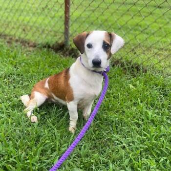 Rescue Terrier Dogs for Adoption in Henderson, Kentucky - King | PetCurious