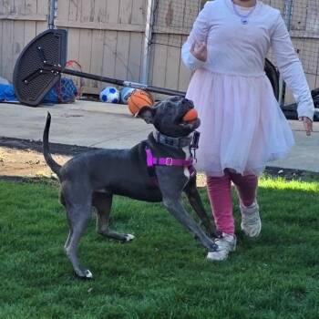 Marlow -  Pit Bull Terrier Dog for Adoption in Chicago, Illinois - Marlow | PetCurious
