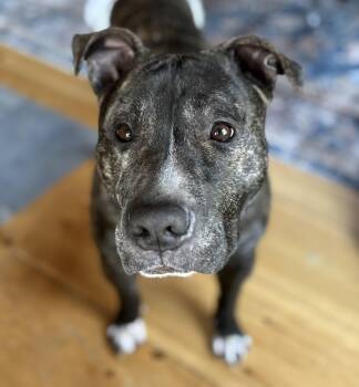 Mixed Breed Dogs Available for Adoption in Chelmsford, Massachusetts - Donnie Ronnie | PetCurious