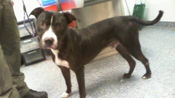 A1268813 -  Labrador Retriever and Mixed Breed Dog for Adoption in Charlotte, North Carolina - A1268813 | PetCurious