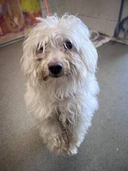 WESTLY -  Maltese Dog for Adoption in San Bernardino, California - WESTLY | PetCurious