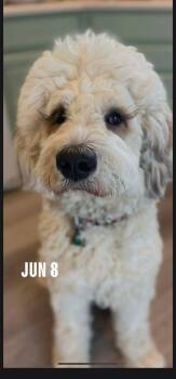 Ruth -  Bernese Mountain Dog and Poodle Dog for Adoption in Severance, Colorado - Ruth | PetCurious