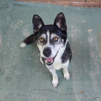 Jimbo -  Mixed Breed Dog for Adoption in Chattanooga, Tennessee - Jimbo | PetCurious