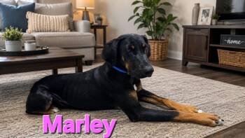 Marley 2.0 -  Doberman Pinscher Dog for Adoption in Thornton, Colorado - Marley 2.0 | PetCurious