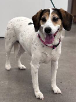 Taylor (now Bao) -  Hound Dog for Adoption in Gilbert, Arizona - Taylor (now Bao) | PetCurious
