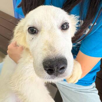 Misty - Chino Hills Location -  Great Pyrenees and Mixed Breed Dog for Adoption in Chino Hills, California - Misty - Chino Hills Location | PetCurious