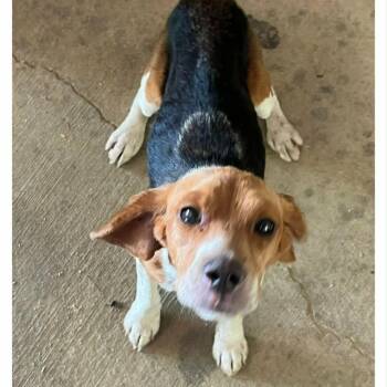 Betty Lou -  Beagle Dog for Adoption - Betty Lou | PetCurious