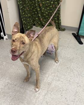 Rescue Pit Bull Terrier Dogs for Adoption in Salt Lake City, Utah - Cash | PetCurious