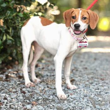 Charleston -  Hound Dog for Adoption in Wake Forest, North Carolina - Charleston | PetCurious