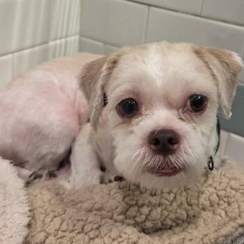 Lucas -  Shih Tzu and Bichon Frise Dog for Adoption in Westhampton, New York - Lucas | PetCurious
