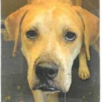 Wiz -  Mixed Breed Dog for Adoption in West Palm Beach, Florida - Wiz | PetCurious