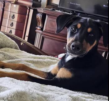 Madigan -  Doberman Pinscher and Mixed Breed Dog Available for Adoption in Polk, Ohio - Madigan | PetCurious