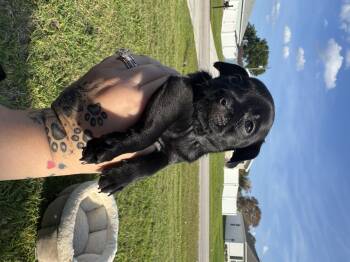 Wire Fox Terrier Dogs Available for Adoption in Fort Pierce, Florida - Espresso | PetCurious