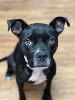 Rescue Boxer and American Staffordshire Terrier Dogs for Adoption in Willoughby, Ohio - URGENT: Annie | PetCurious