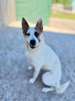 Mixed Breed Dogs Available for Adoption in Muskegon, Michigan - Stella | PetCurious