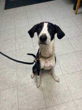 Hound Dogs Available for Adoption in Mineral, Virginia - Dahlia | PetCurious