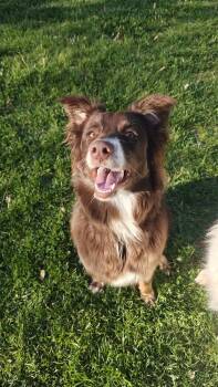 Australian Shepherd Dogs Available for Adoption in Ringwood, Illinois - 1106 Sienna NKA Mishka | PetCurious