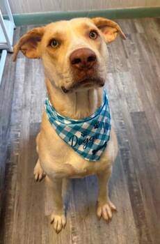 Kody 2 -  Yellow Labrador Retriever Dog for Adoption in Killingworth, Connecticut - Kody 2 | PetCurious