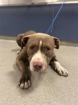 DANTE -  American Bulldog Dog for Adoption in Doral, Florida - DANTE | PetCurious