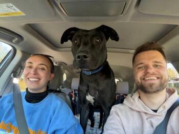 Redbull -  Mixed Breed Dog for Adoption in Cincinnati, Ohio - Redbull | PetCurious