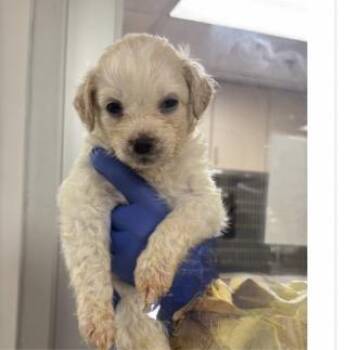 Poodle Dogs Available for Adoption in Copiague, New York - Eggplant | PetCurious