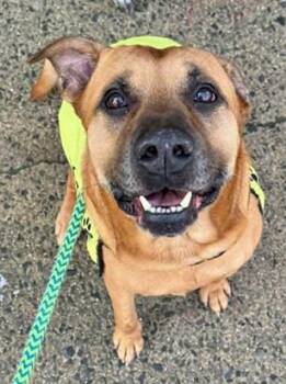 Mixed Breed Dogs Available for Adoption in Morristown, New Jersey - Buster | PetCurious