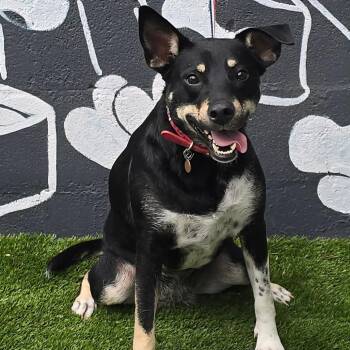 FOSTER OR FOSTER-TO-ADOPT NEEDED Sammie -  Shepherd and Mixed Breed Dog Available for Adoption - FOSTER OR FOSTER-TO-ADOPT NEEDED Sammie | PetCurious