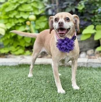 Hope -  Beagle Dog for Adoption in Fairfield, Connecticut - Hope | PetCurious