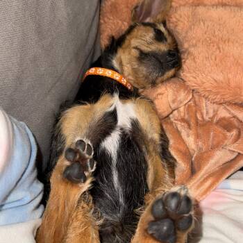 Mixed Breed Dogs Available for Adoption in San Francisco, California - Ronnie | PetCurious