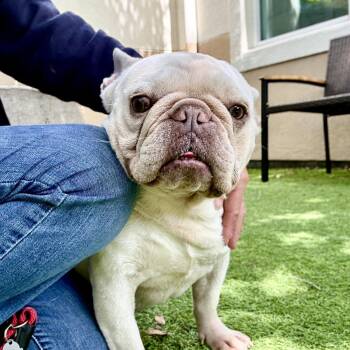 French Bulldog Dogs Available for Adoption in Oakland, California - Royal | PetCurious