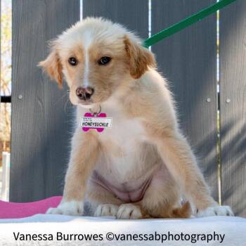 Retriever Dogs Available for Adoption in Wake Forest, North Carolina - Honeysuckle | PetCurious
