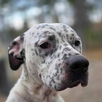 Bulldog and Dalmatian Dogs Available for Adoption in Niagara Falls, Ontario - Identity (20260408-01) | PetCurious