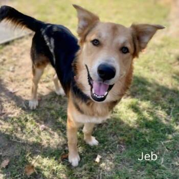 Rescue German Shepherd Dog and Mixed Breed Dogs for Adoption in Hanna City, Illinois - Jeb | PetCurious