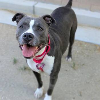 Pit Bull Terrier Dogs Available for Adoption in Las Vegas, Nevada - GIGI | PetCurious