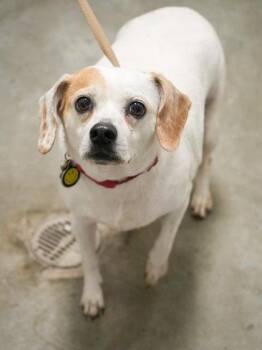 Beagle and Mixed Breed Dogs Available for Adoption in Bowling Green, Kentucky - Luna ~ Sponsored | PetCurious