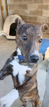 Rescue Mountain Cur and Mixed Breed Dogs for Adoption in Crocker, Missouri - Kibbles | PetCurious