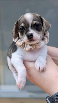 Biscuit -  Chihuahua Dog for Adoption in St. Catharines, Ontario - Biscuit | PetCurious