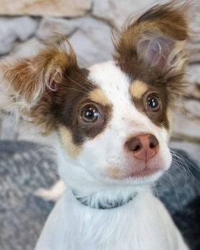 Papillon and Terrier Dogs Available for Adoption in Kennesaw, Georgia - Nathan | PetCurious