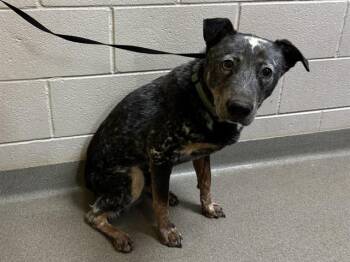 Australian Cattle Dog Blue Heeler Dogs Available for Adoption in Colorado Springs, Colorado - DIESEL | PetCurious