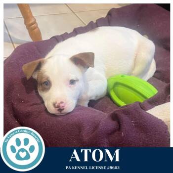 Husky Dogs Available for Adoption - Atom (Northern Lights Litter) 012426 | PetCurious